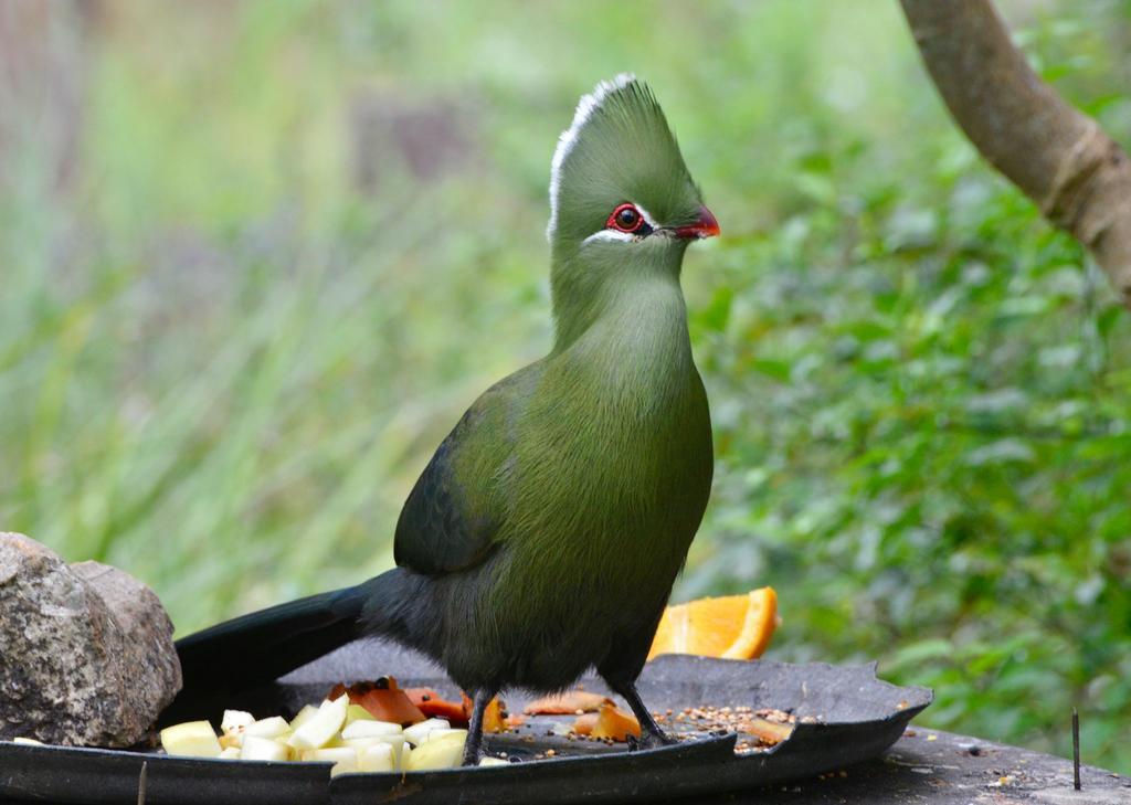 Eagles' Call Cottages And Tent Wildernis Exterior foto